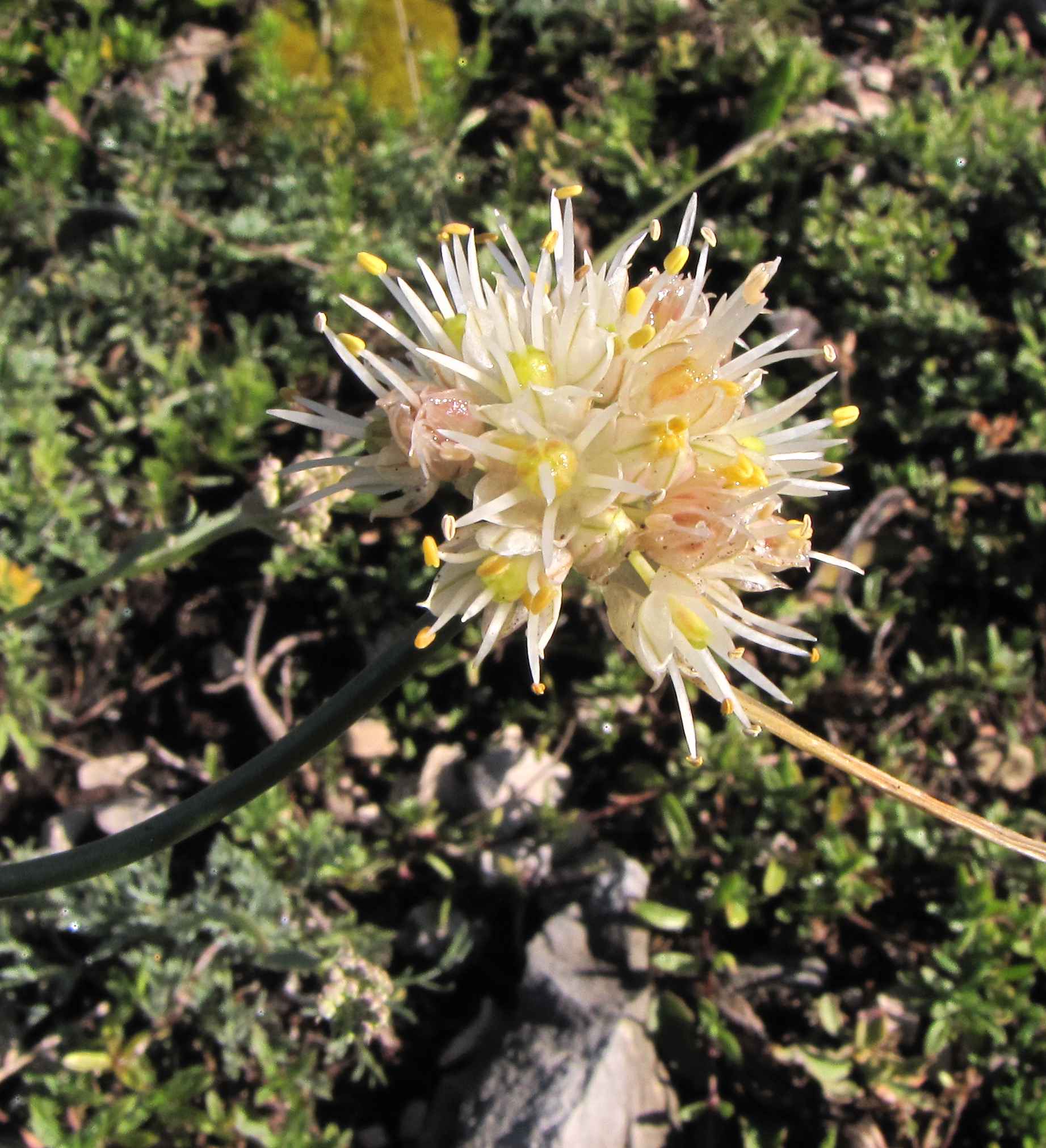 Allium saxatile / Aglio delle pietraie